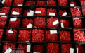 搞定AI无人种植后，他一年产了3000公斤树莓