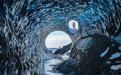 英国旅友探秘冰岛神奇冰洞穴 晶莹剔透恍如科幻世界