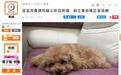 香港一只贵宾犬新冠检测呈阳性，目前未出现相关病症