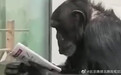西安秦岭动物园大猩猩看报纸，网友惊呼：进化了？