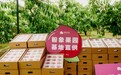 粉象生活赋能网购全新体验，打造全网全品类社交推荐交易平台