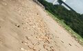 震惊！东莞海滩惊现大量猪蹄，或超过20吨，多部门已介入调查
