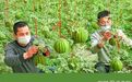新疆实施农产品加工业提升行动，力争实现增值率160%以上