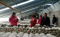 食用菌蔬菜四季不断档 “宕昌模式”花样“生金” 