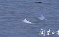 宁德有个“海豚湾”！这里又出现白海豚了