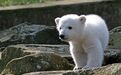 保护北极熊，从把它们“请”出商场开始