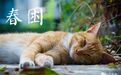 为什么有些人更容易秋乏？中西医这样解释…但这种春困或是疾病信号，别忽视