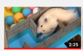 2亿播放量的“仓鼠走迷宫”，成了YouTube上的财富密码
