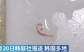 韩国自来水中惊现幼虫！菲浦斯净水器保障饮水健康！