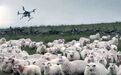 2500万只羊怎么放？新西兰人把无人机放牧玩出了新高度