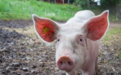 房地产龙头公司频频跨行养猪，养猪比盖房更赚钱？