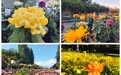菊满蝶舞·星宿花间 第十二届北京菊花文化节华丽开幕