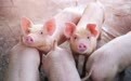 猪企7月业绩亮眼，“一哥”狂飙431% 机构：猪价未来两年仍将维持高位