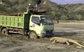 科莫多巨蜥拦卡车照引热议 印尼暂停建设“侏罗纪公园”度假村