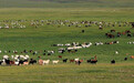 蒙古国30000只羊9月开始要来了！待羊群肥壮后分批移交