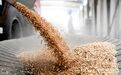 小麦收购同比减少近千万吨，高层聚焦粮食安全有何深意？