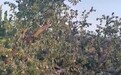 动用城管胁迫签订土地流转协议？昭通200多亩庄稼被毁，损失惨重