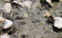 大亚湾海域首次发现浮游软体动物尖笔帽螺爆发