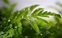 谷得雨而生，这是播种的最好时节，也是春天里最后一个节气
