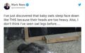 猫头鹰宝宝趴着睡觉的样子也太像猫了吧！网友：埋头大睡不憋气吗？