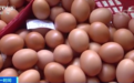 蛋价不“蛋定”了？价格持续上涨，有养殖户一天盈利500元