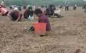 河南一承包商收花生遭数百村民捡拾，当地回应：村民怕浪费