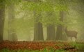 豆瓣评分9.2的绝美纪录片：你未曾踏入的森林，里面藏着神话