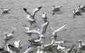 昆明海埂公园迎来第一批靠岸的红嘴鸥！