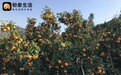 粉象生活入台州三门, 打造“网红”山湾柑橘