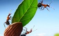 浮木上的蚂蚁：科技股的奇幻漂流