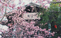 一起“云赏樱”，让粉嫩的春意点亮心情