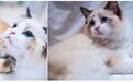 ​为了能让女朋友撸到张艺兴的猫,星主播OFFER赛我来了