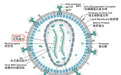 艾滋病治疗候选新药：注射半年后 药物仍有活性