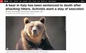 意大利野熊袭击行人被判“死刑” 1.7万人请愿呼吁“刀下留熊”