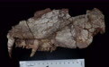 始椎类最“长寿”化石！阳泉发现2.54亿年前新化石标本