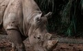 马来西亚最后一头苏门答腊犀牛死亡后，科学家或用其组织和细胞克隆它