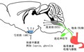 想吃的念头从哪来？肠胃和大脑商量好了