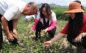 一川苍术青袅袅 长郊草色绿无涯 记雷允上集团苍术溯源行