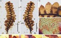 缅甸琥珀中发现苔类植物新类群