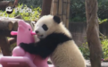 世界上最可爱的熊猫，背后也有粉圈大战