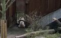 宅家防疫的丹麦人磕起大熊猫CP “空气里都是爱的味道”