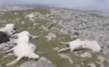 格鲁吉亚遭遇雷击致500多只羊死亡 尸体遍布山坡