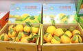 客都橙光闪耀珠江！平远脐橙登陆大湾区
