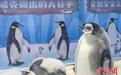 珠海帝企鹅宝宝换毛“花外套”吸引游客