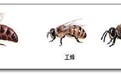蜜蜂怎样做到高度分工？农科院专家找到新的研究视角