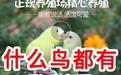 淘宝、贴吧、闲鱼成为鹩哥、灰鹦鹉等国家保护鸟类非法交易场