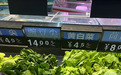 菠菜14元、豌豆尖14元，部分菜价涨幅近3倍！菜为何比肉还贵，何时降？