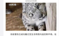 雪豹获救后疑被动物园圈养将展出 内蒙古林草局派工作组核查