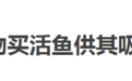养水蛭当宠物可以 但别用自己的血喂它们啊