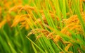 从上海到全国300多个城市，本来生活网助推“山水”牌崇明大米突破城市圈层